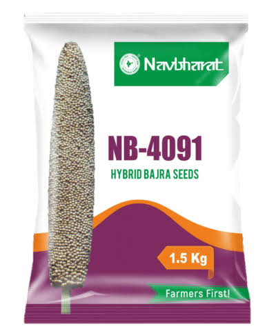 બાજરા બીજ